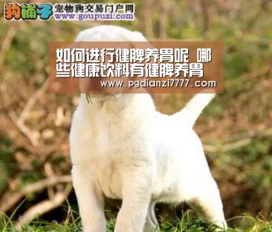 如何进行健脾养胃呢 哪些健康饮料有健脾养胃的功效-PG官方入口(图1) PG娱乐中心