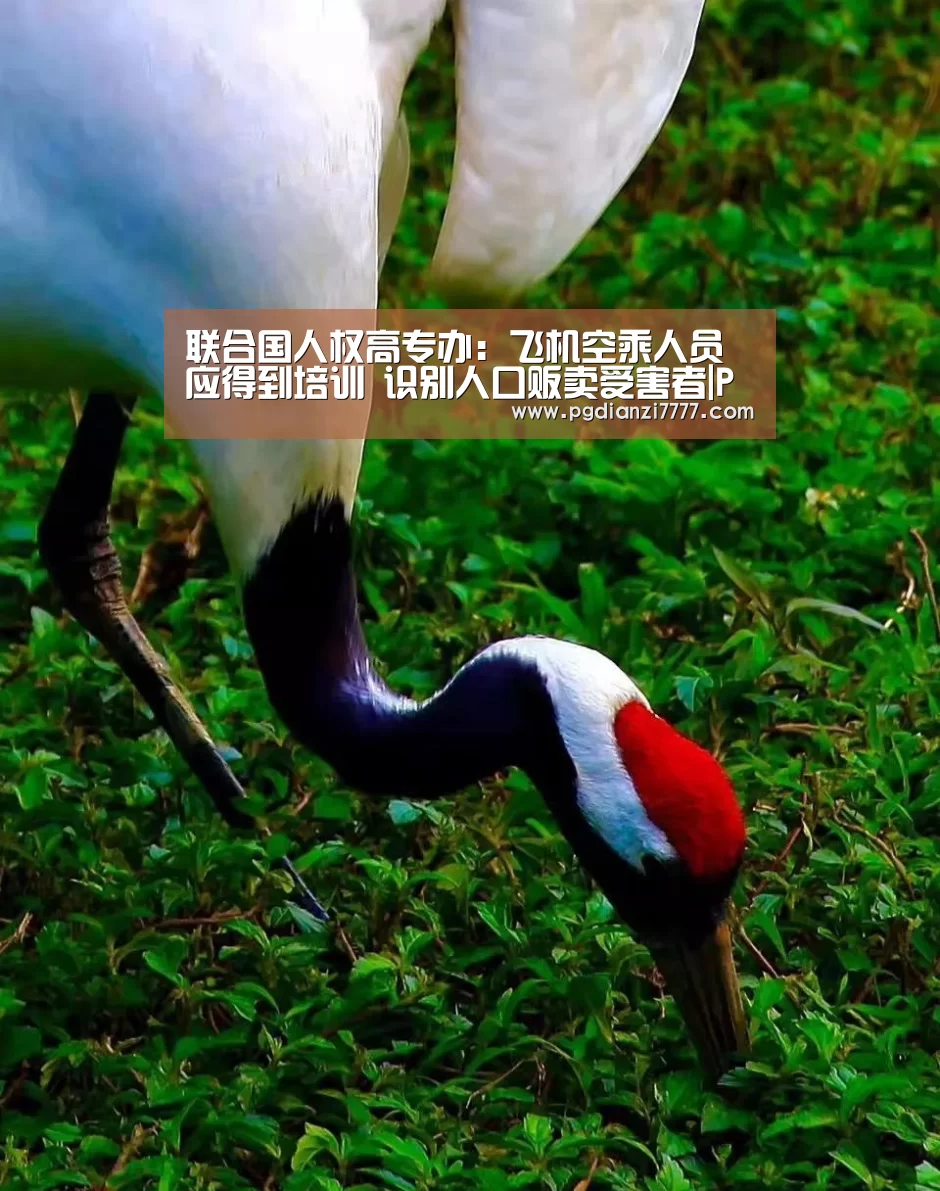 联合国人权高专办:飞机空乘人员应得到培训 识别人口贩卖受害者|PG娱乐中心(图3) PG Soft官网